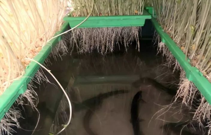 循环水养鱼种菜不施肥,养鱼不换水种菜不施肥怎么做到的