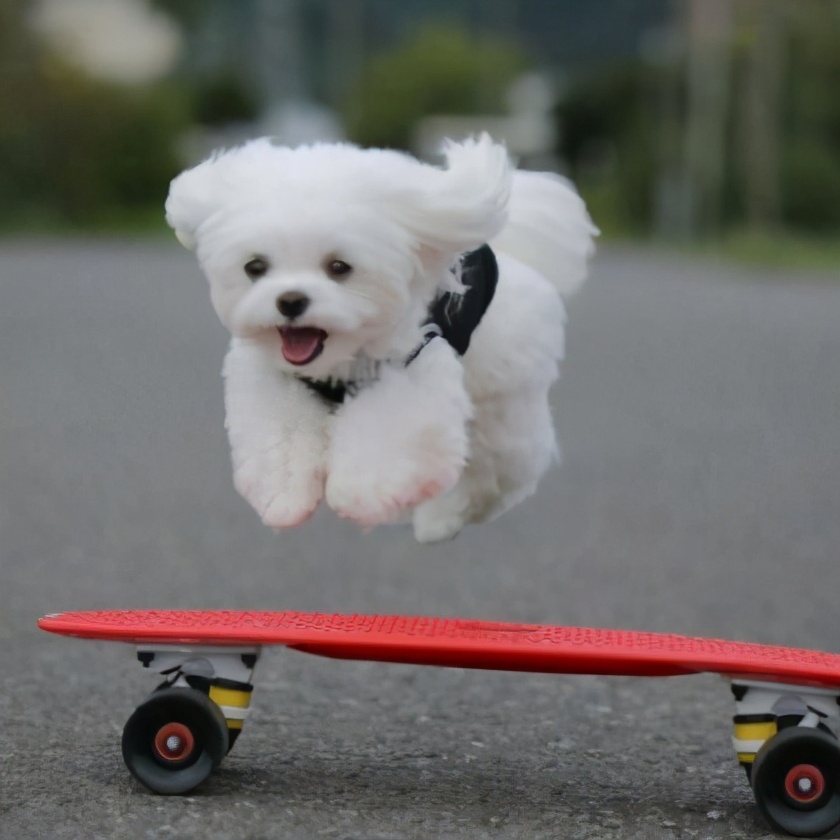 白毛犬名字大全,呆萌可爱的宠物狗