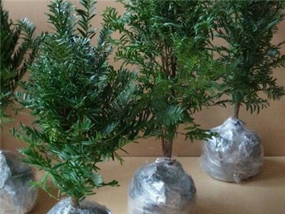 红豆杉干枯掉叶子怎么办,红豆杉干叶掉叶咋回事