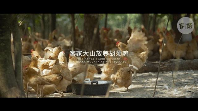 客语的盐焗鸡好吃吗,客语古法盐焗鸡