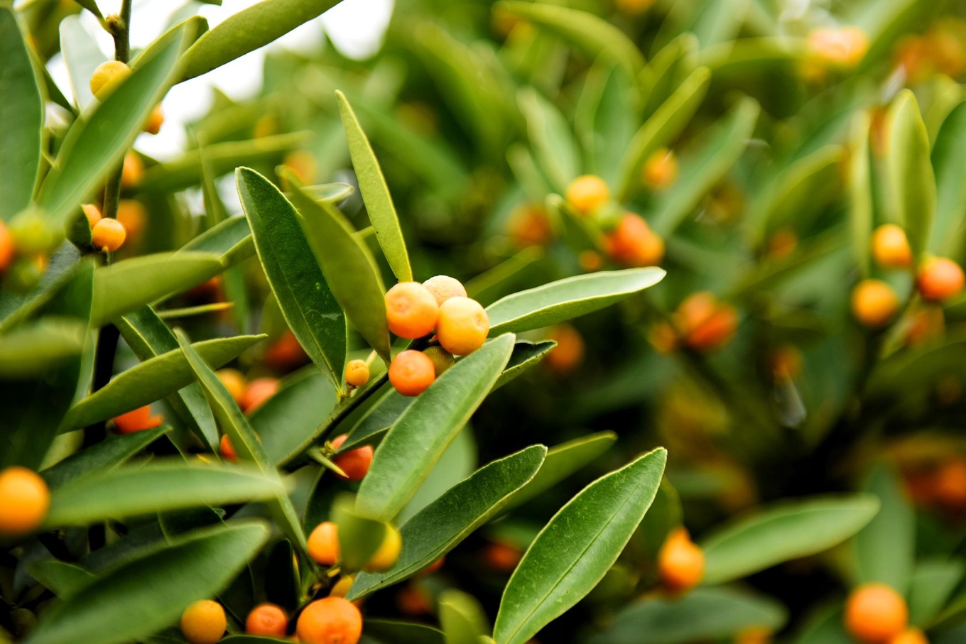 重庆市忠县柑橘园,柑橘之乡忠县