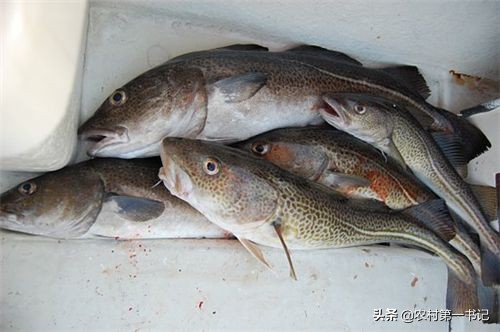 银鳕鱼是中层鱼么,银鳕鱼是底层还是中层鱼