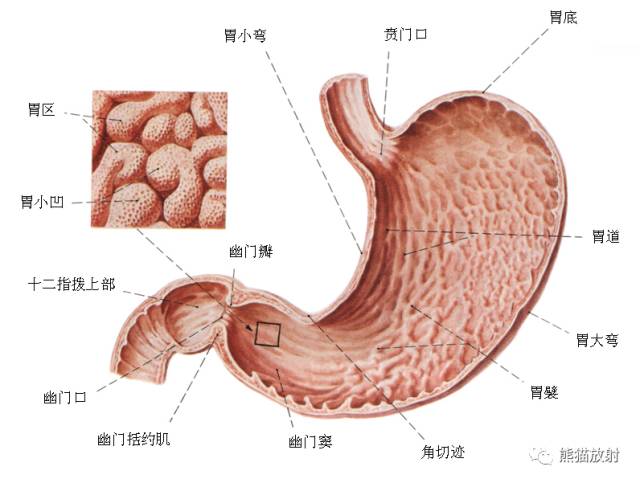 详细的消化道造影+彩色解剖图