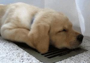 刚给狗狗洗澡就脏了,在家给狗狗洗澡到底是好还是坏