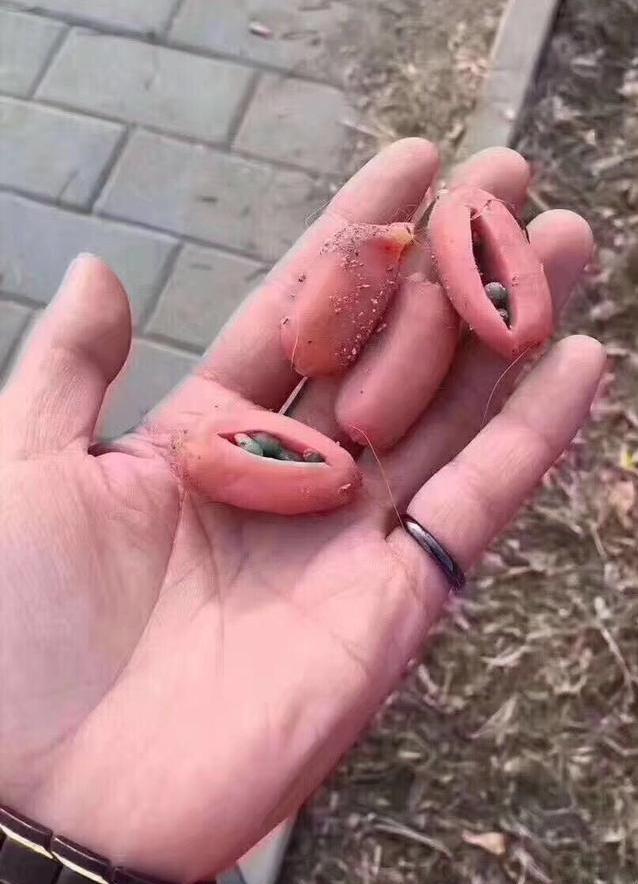 男子40多天毒死7只狗,一对夫妻被投毒