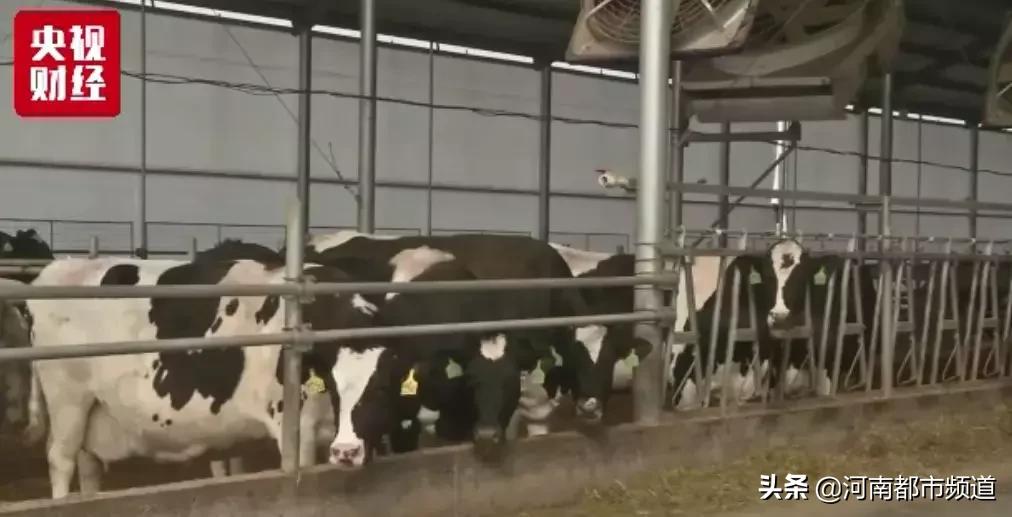 你喝的奶粉够鲜活吗,你喝的牛奶