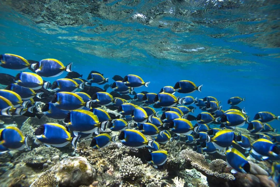 芙花芬岛价格,芙花芬岛全景视频