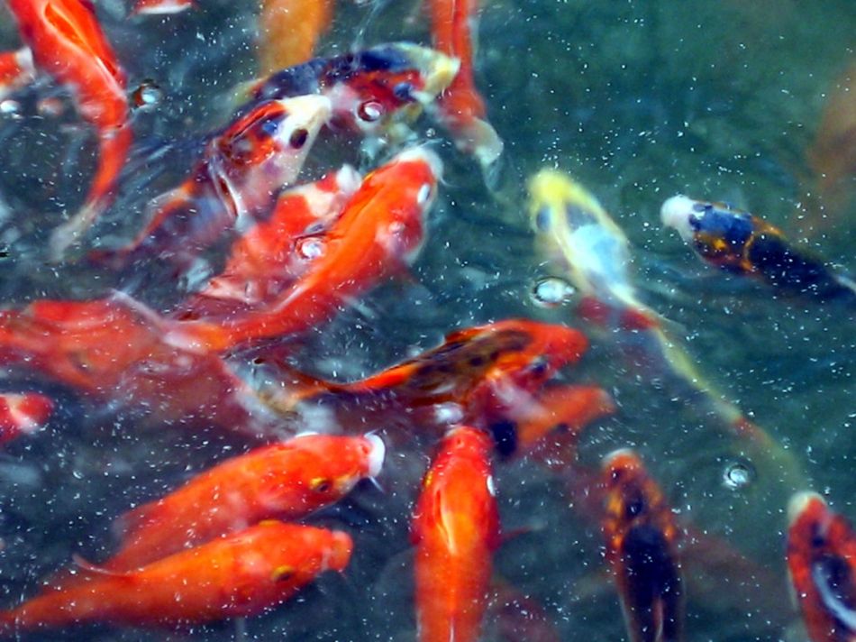 如何挑选可以长成巨型鱼的锦鲤,锦鲤如何挑选能长成大鱼的品种