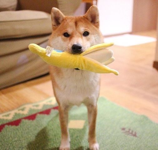 柴犬福建三明自家生的纯种柴犬,纯种柴犬与双血统柴犬的区别