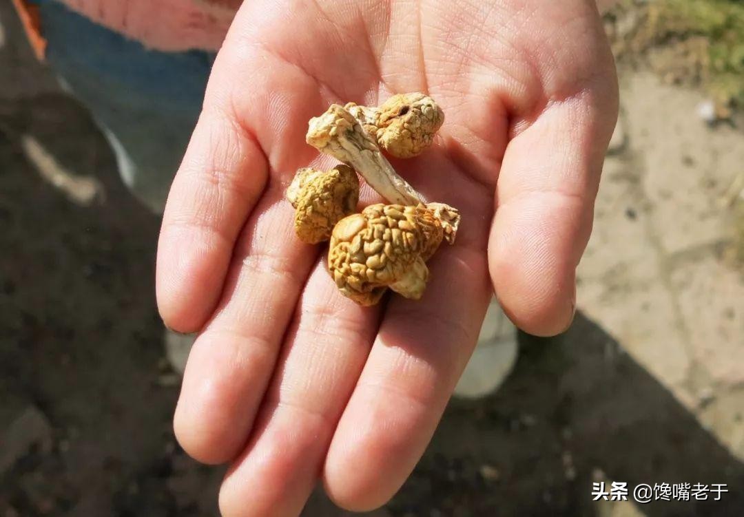 炖鸡时牢记三个调料不要放,炖鸡的正确炖法不放酱油
