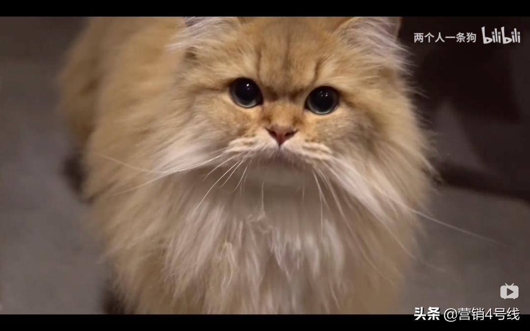 「扎堆大乱斗」还是「四两拨千斤」，顽皮宠物B站超车之路｜案例