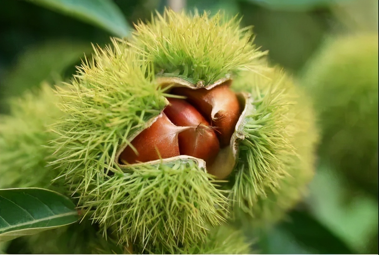 粒上皇香甜板栗,粒上皇25元现炒板栗团购价15.9元