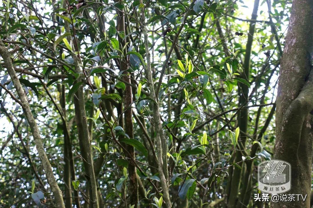 福鼎白茶还有“十不采”规定？让我们去河山有机茶园一探究竟
