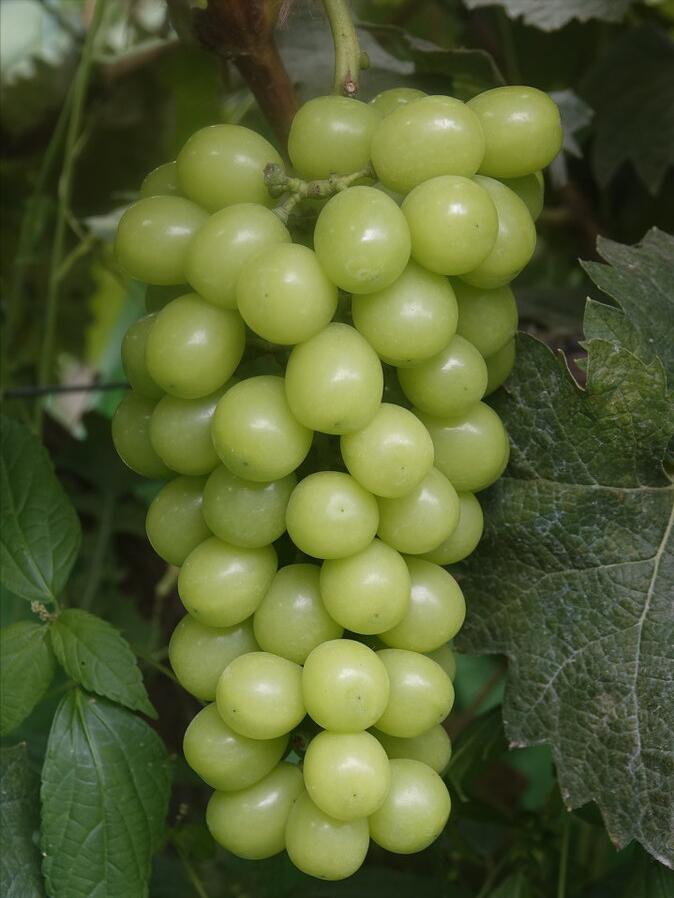 回农村创业种葡萄效益如何,80后小伙创业种葡萄