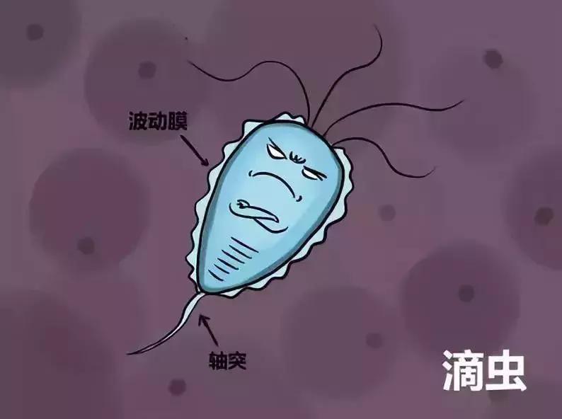 内裤的分泌物什么样是正常,短裤上有黄色的分泌物怎么办