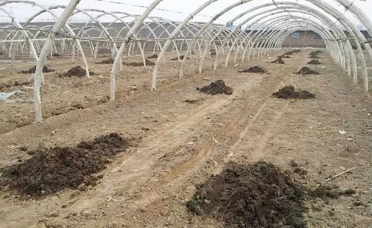 大棚无土栽培有机肥,温室大棚定植用什么有机肥最好