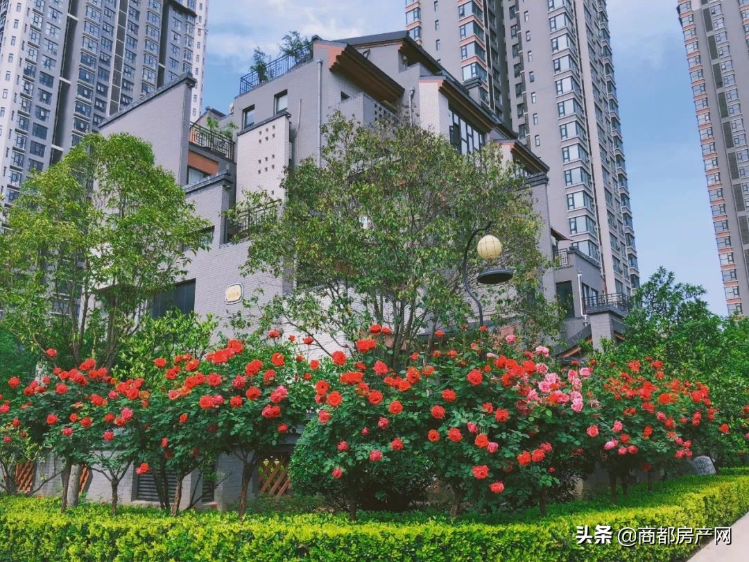 看过“上街北龙湖”，才能理解什么是“亚星的上街”