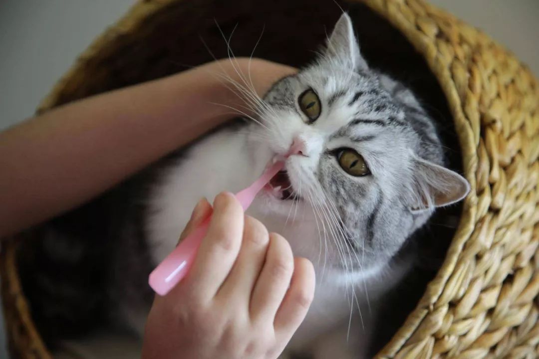 主人不在家猫咪饮食怎么解决,猫咪吃了化毛膏后不爱吃饭