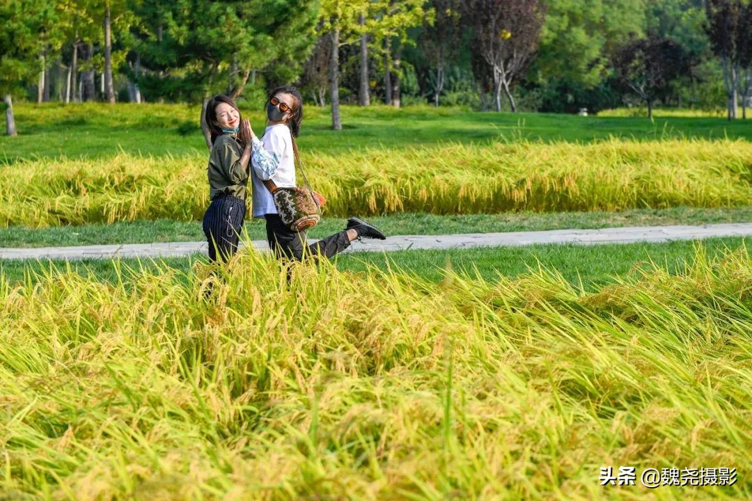 北京北坞公园里的京西稻又熟了，曾经只有皇上才能吃上这儿的大米