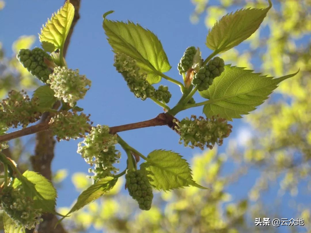 桑葚白果病可防不可治，见到桑葚白果已经晚了，重点抓开花期用药