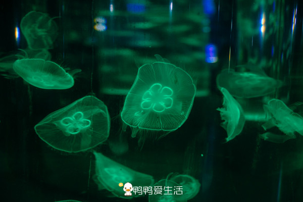 全国唯一真实大海做背景，福建海边这艘“船”里面藏海洋世界！