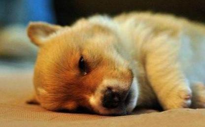 分享在咸鱼转转等二手平台上买狗狗的4种套路，80%的人都会被坑