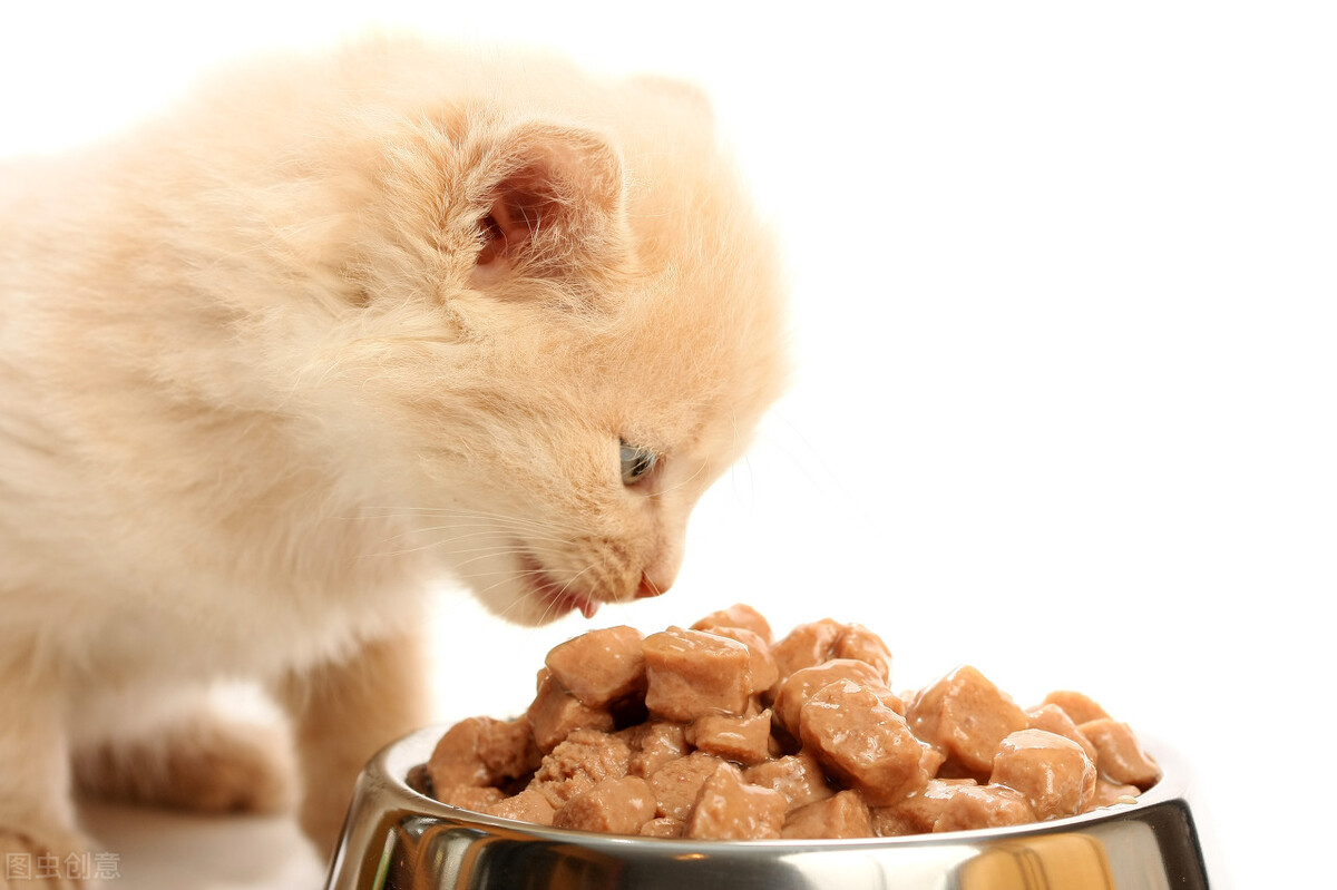 猫舍猫咪突然又拉又吐怎么回事,养猫日记猫咪又吐又拉怎么回事