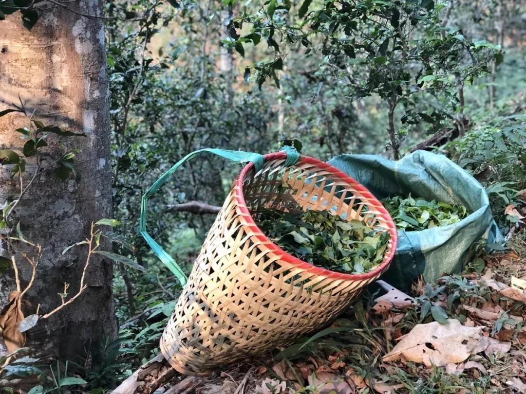 云南白毫银针茶,茶为什么甜