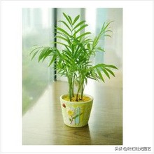 琚栫弽妞板瓙濡備綍闀垮緱缈犵豢,鐑甫缁挎琚栫弽妞板瓙