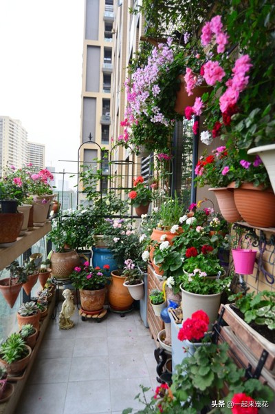 适合养花新手养的花,新手养花妙招视频教程全集