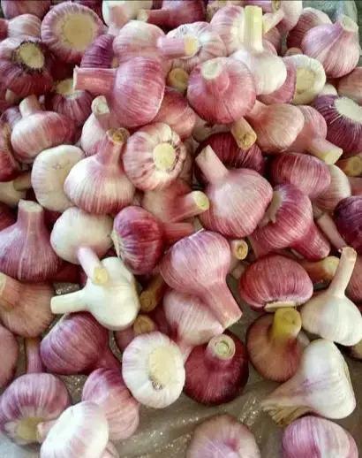 2023年大蒜蒜薹最新行情,2020大蒜蒜薹行情