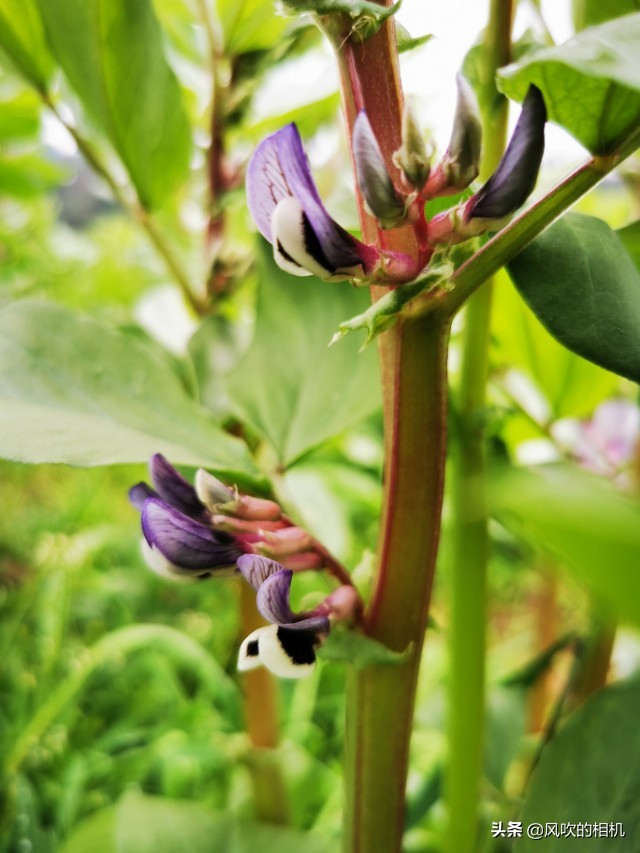 蚕豆开花的过程,蚕豆什么时候开花属于正常