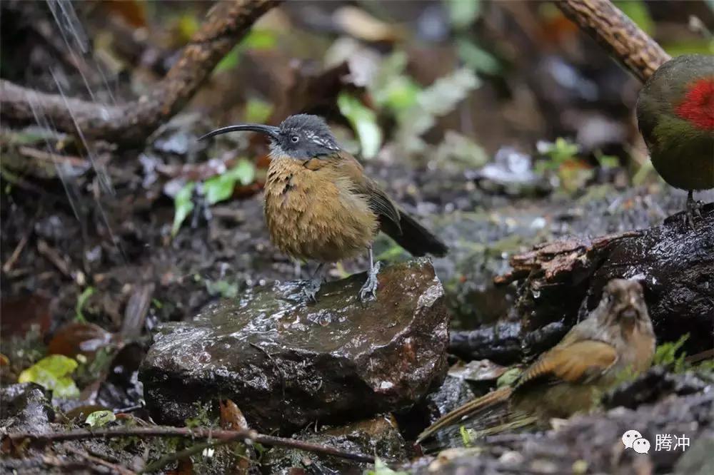云南腾冲景区图片,云南腾冲山清水秀好风光