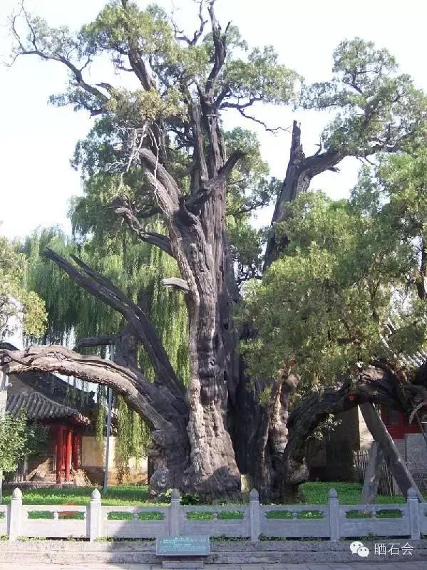 中国十大古树景观,重庆最老古树树龄千年