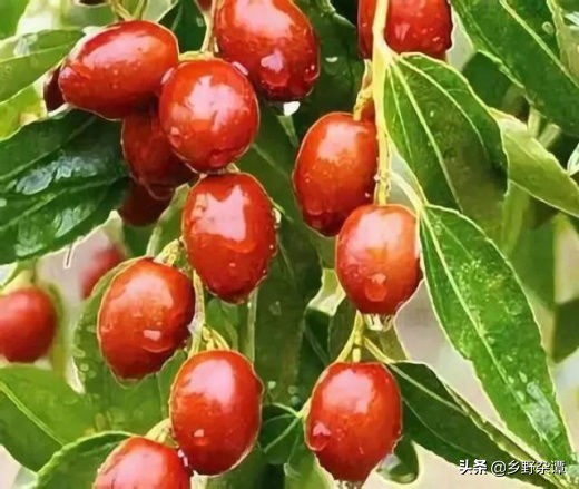 哪种石头最有可能出玉,种石得玉的传说