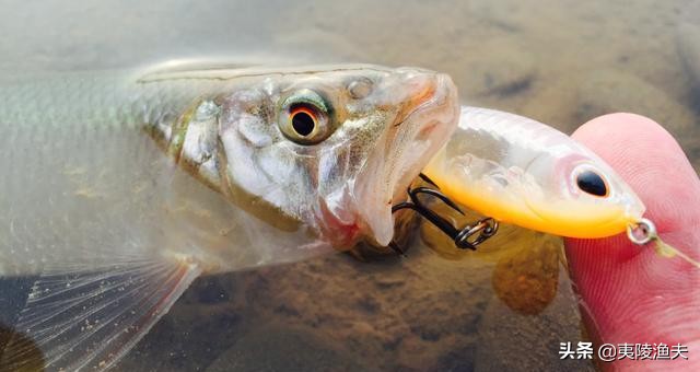 路亚钓马口的技巧和方法,怎样才能钓马口钓得多又快