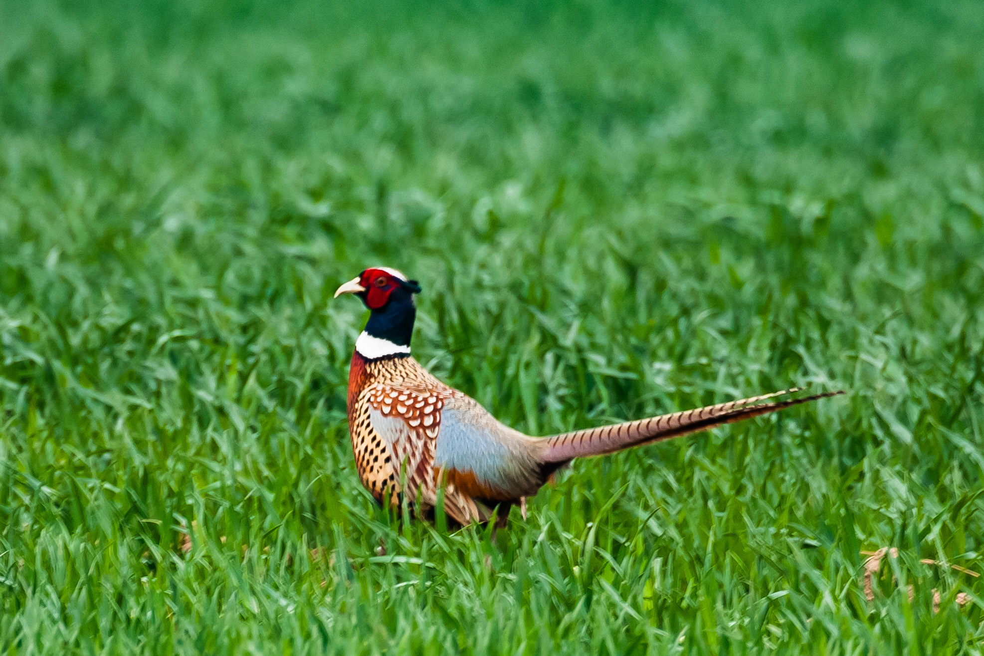 尼康200-500f5.6vr,尼康200-500mmf5.6评测