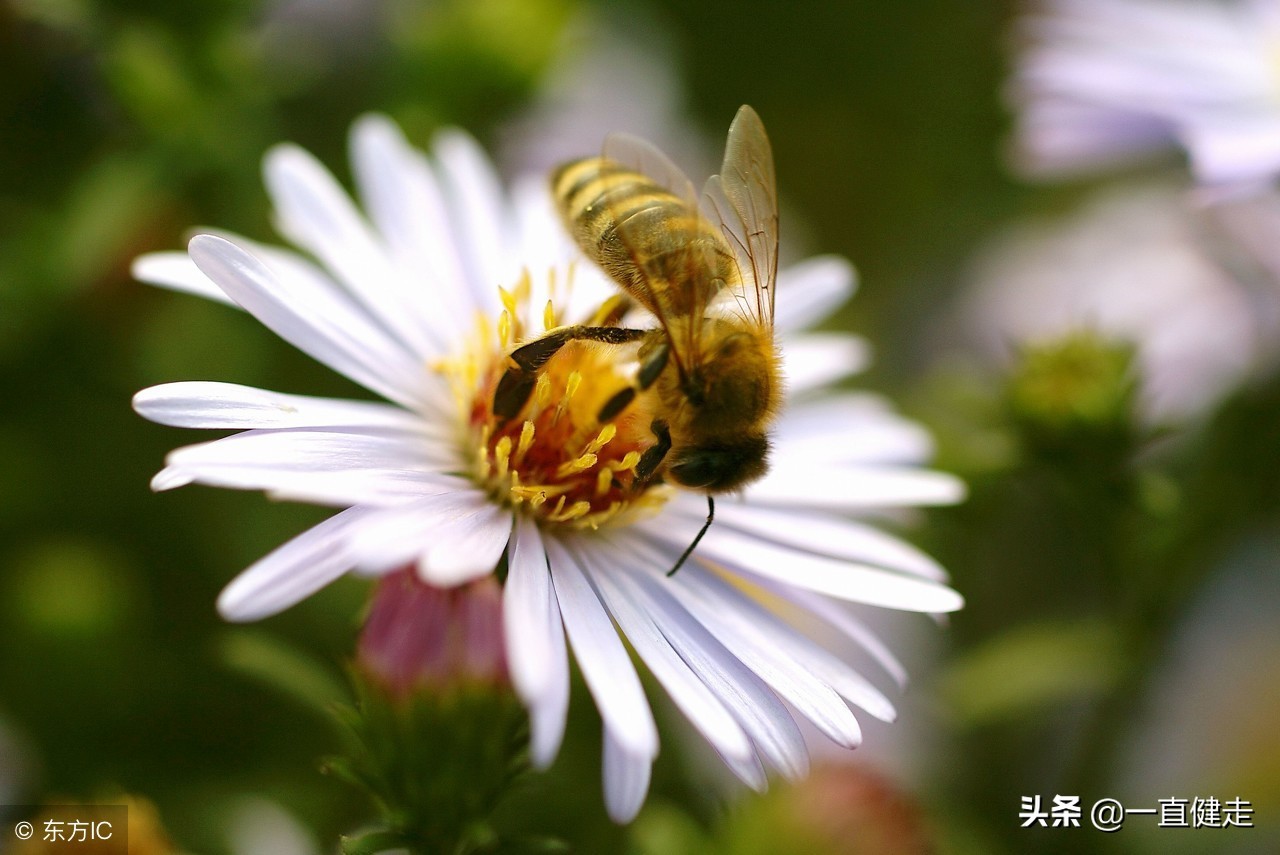 菜根谭笔者洪应明简介,洪应明菜根谭全文及译文