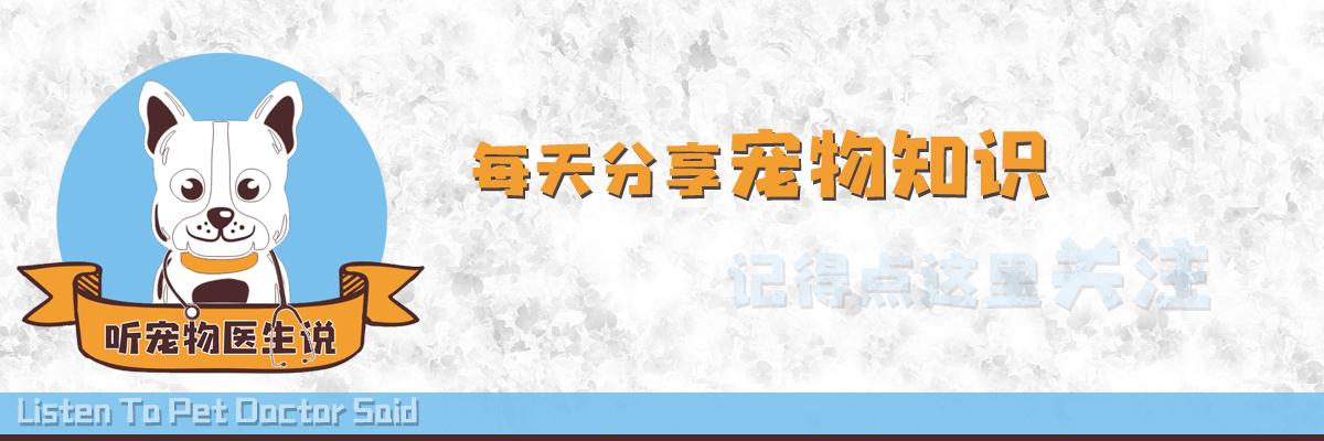为什么铲屎官喜欢猫,铲屎官铲猫屎为什么猫会过来