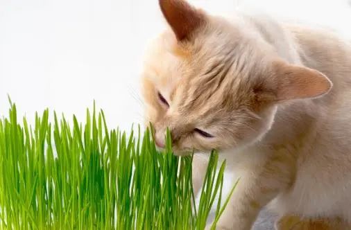 猫咪呕吐白色泡沫是什么原因,猫咪吃了冻干后呕吐是什么原因