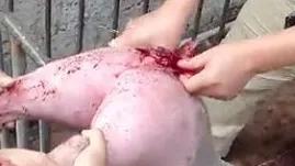 猪脱肛缝合之后拉不出屎怎么处理,猪脱肛的治疗偏方