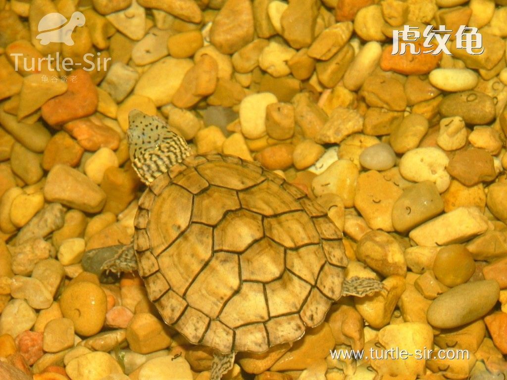 麝香龟虎纹龟图片,虎纹麝香龟跟虎纹泥龟对比