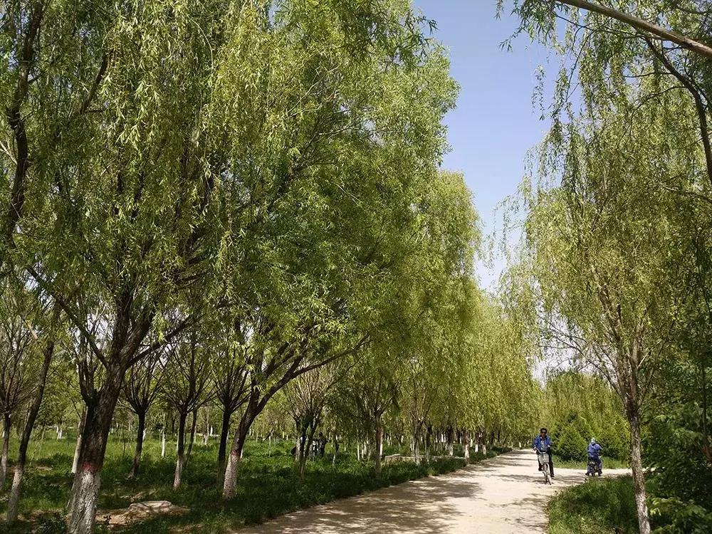 红颈天牛生活习性及防治方法,天牛的习性和天敌