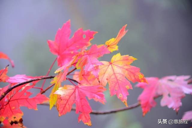 成都红枫打卡地,川西红枫岭团购
