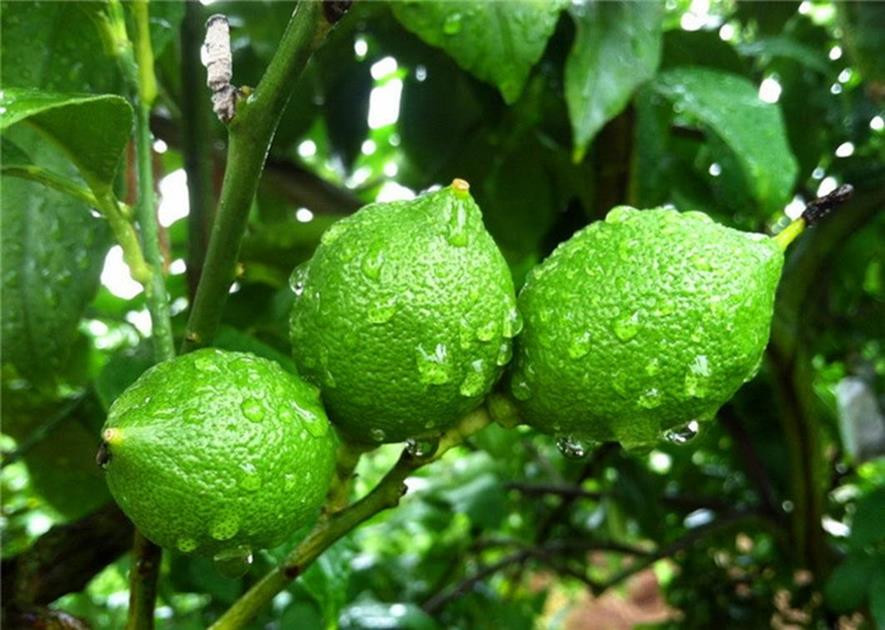 百种味道的果子,四季百种果子图片