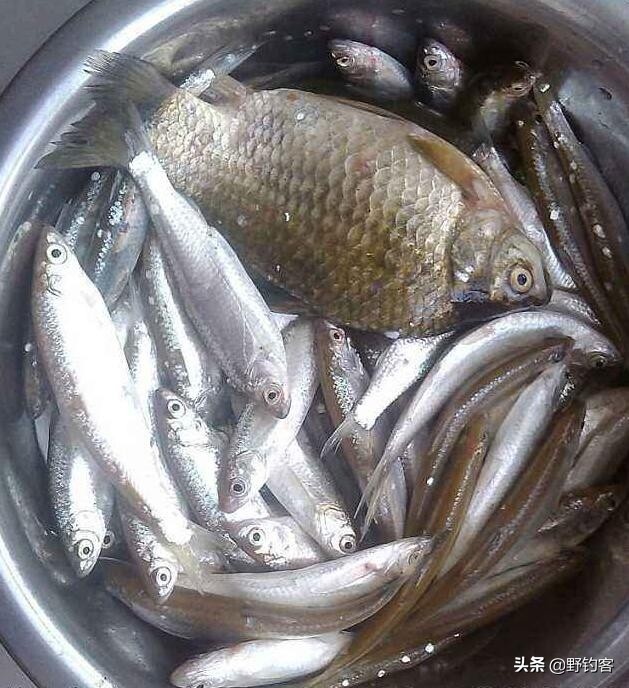 钓鲫鱼怎么有效避开餐条闹窝,夏季野钓怎么避开小餐条