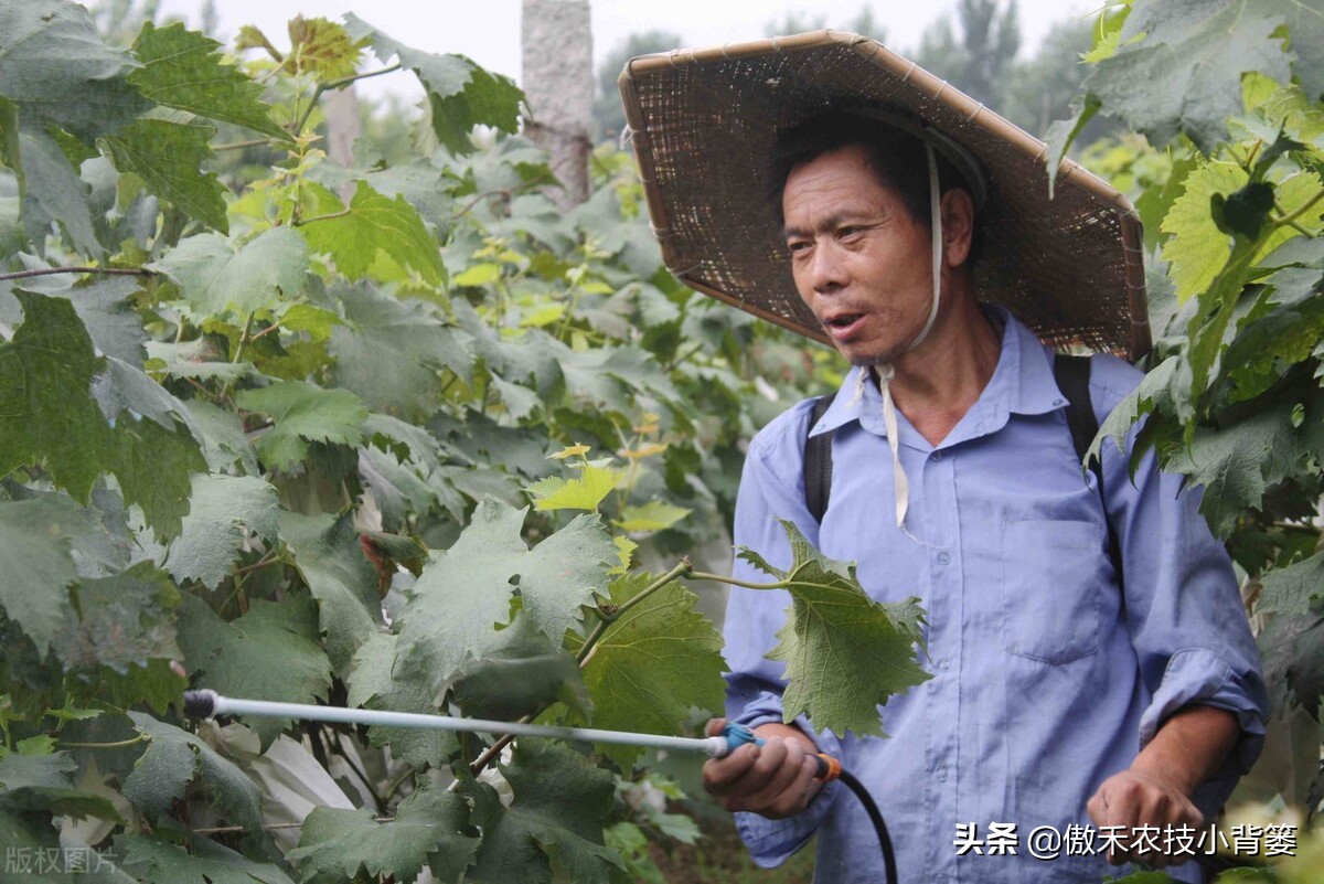 腐植酸氨基酸鱼蛋白肥料哪个更好,有机质肥料腐植酸海藻酸成分高吗