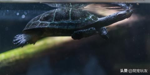 龟溺水会挣扎么,如果乌龟死了又怎么拯救