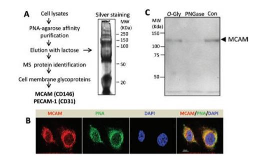 花生会加速癌细胞扩散吗,花生会促癌转移复发吗