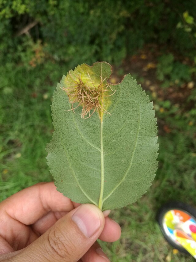 看图识病100例,看图识病图片及答案